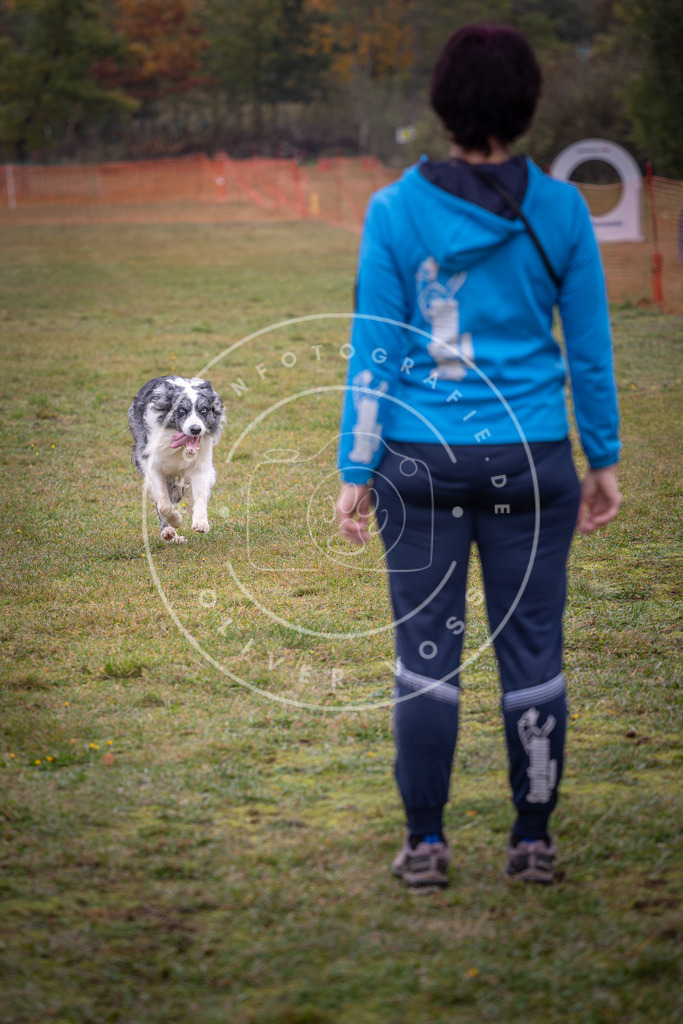 Pfotenfotografie_DV3A9165 | Hundefotografie, Tierfotograf, Pfotenfotografie, Fotoshooting Hund, Hunde Portrait, Hundesport, Hundeportraits, Heideshooting, Hunde, Sportfotograf, Hundefotograf, Turnierhundsport, THS,  - Realisiert mit Pictrs.com