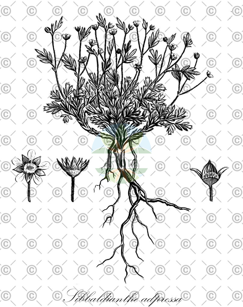 HistAbb_EMP_34390_1_SIMPLE | Historische Abbildung von Sibbaldianthe adpressa - Rosaceae | Historical Illustration of Sibbaldianthe adpressa - Rosaceae