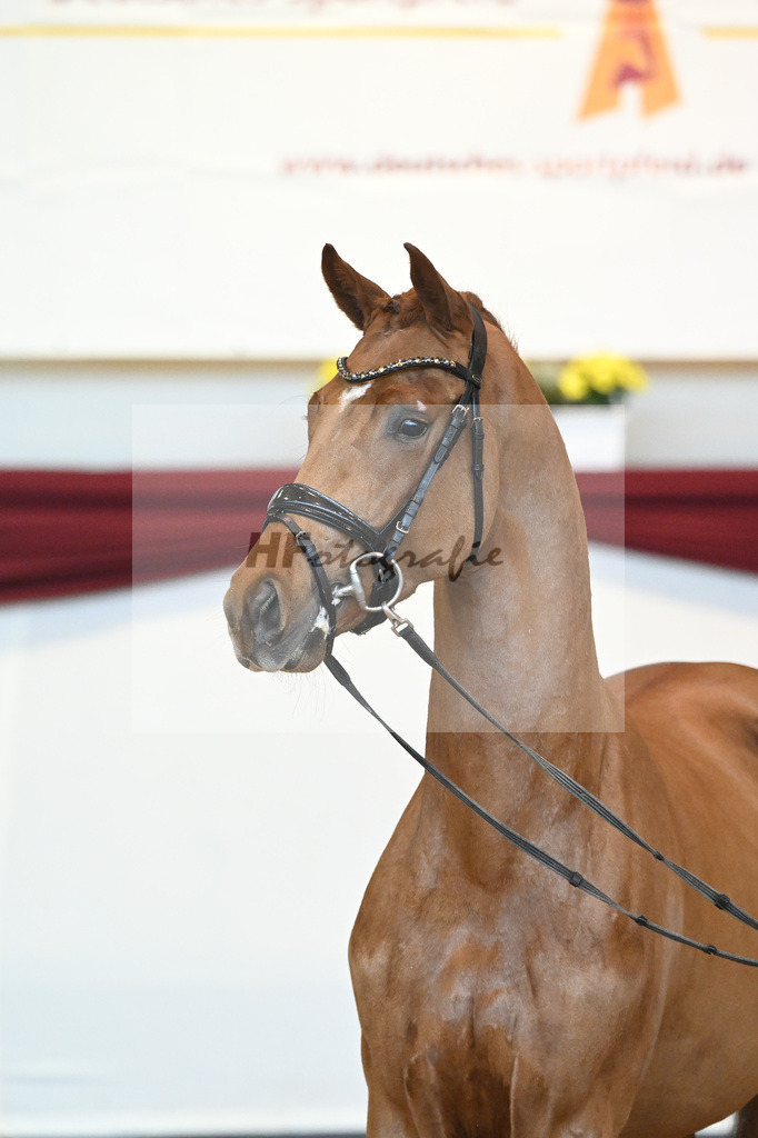 Kat-Nr. 52 v. Vaderland_Galneder_66220736 | hf-fotografie - Realisiert mit Pictrs.com