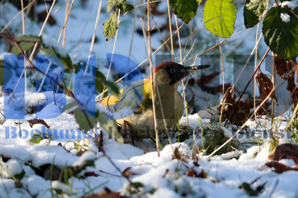 Gruener Specht {date} -  | {headline}



(Foto: Sebastian Sendlak / BOND)

 - Realisiert mit Pictrs.com