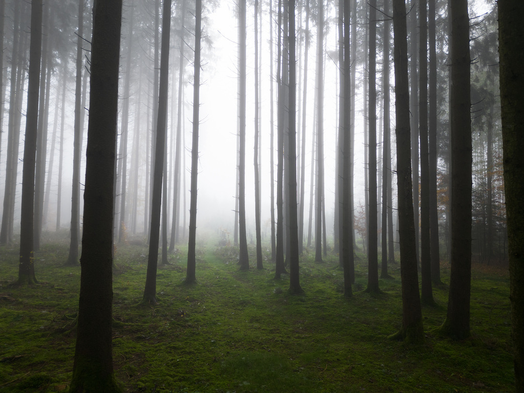 Nebel im Wald | Wald bei Bergen im Nebel. 