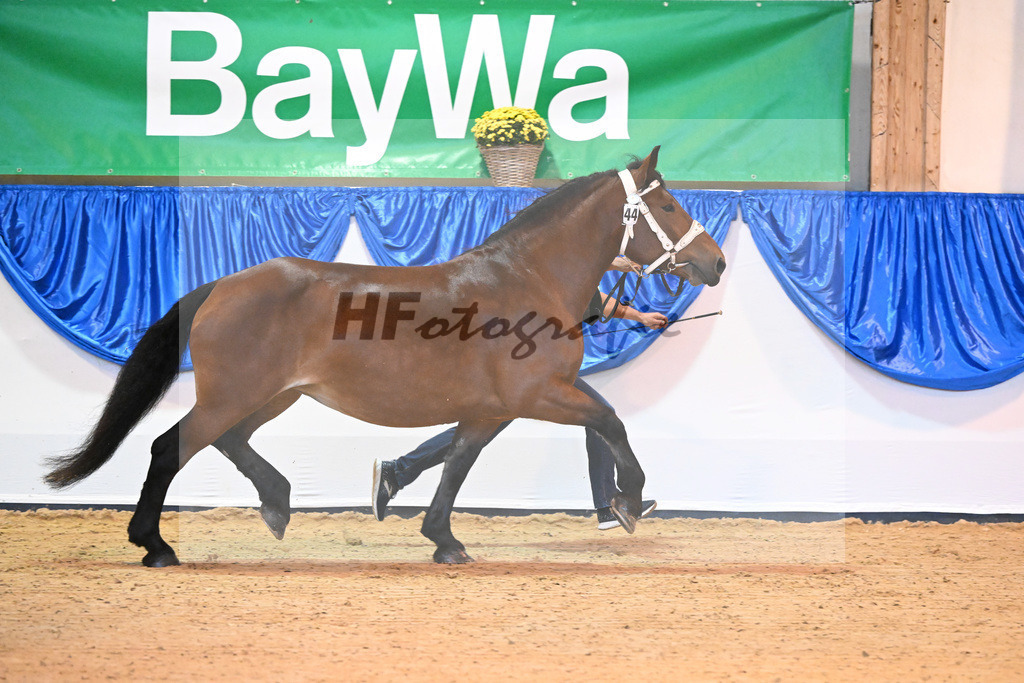 Kat-Nr. 44 Paulina_Demmel_53220020 | hf-fotografie - Realisiert mit Pictrs.com