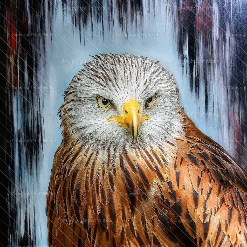 rotmilan1.1 | Grimmig schaut er auf Futtersuche - Realisiert mit Pictrs.com