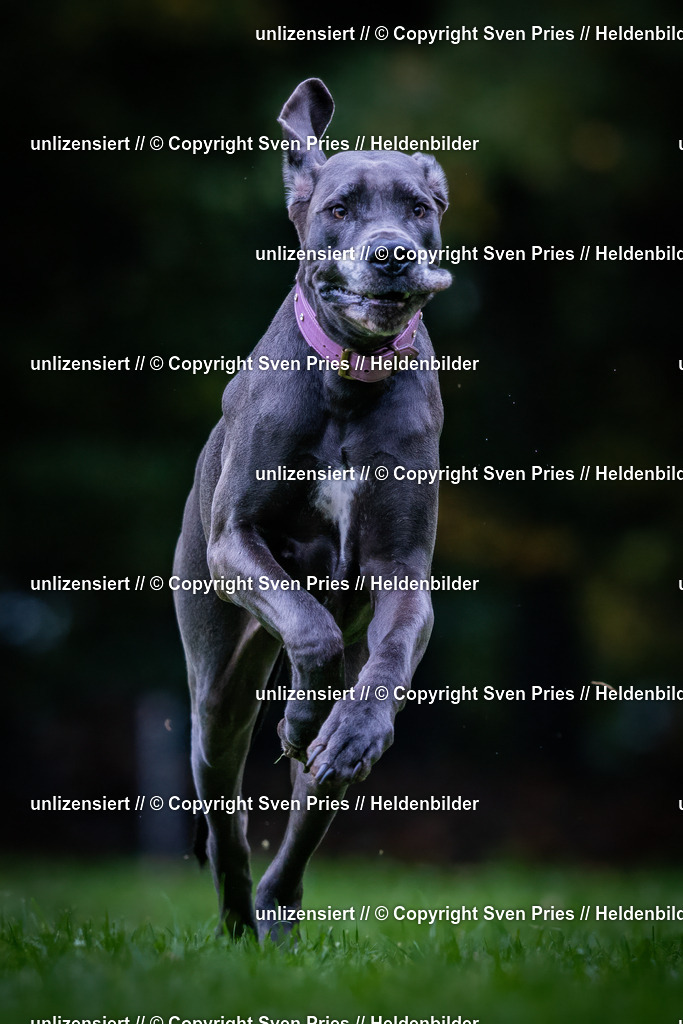 Sven Pries | 2024-10-19 - Hunderennen Ober-Grombach - Realisiert mit Pictrs.com