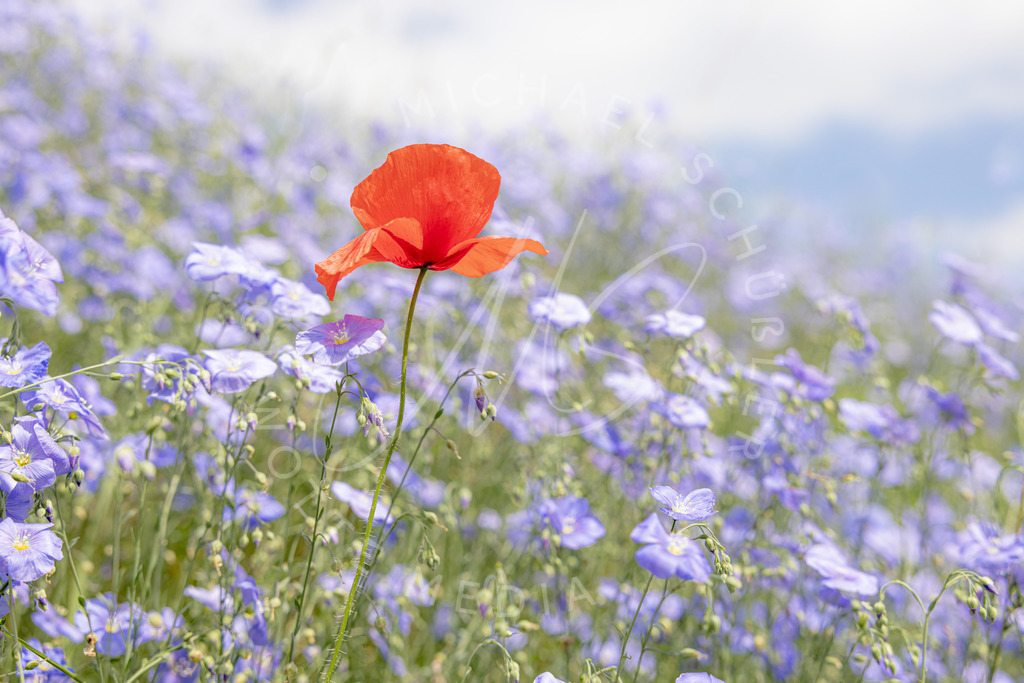 2022-05-13 Pusteblume Mohnblume - 012 | roter Mohn - queer - Realisiert mit Pictrs.com