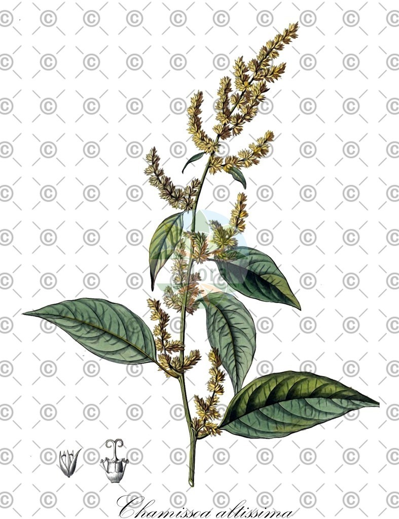 HistAbb_EMP_26653_SRC_Schlechtendal_FLORAD_SIMPLE | Historische Abbildung von Chamissoa altissima - Amaranthaceae | Historical Illustration of Chamissoa altissima - Amaranthaceae