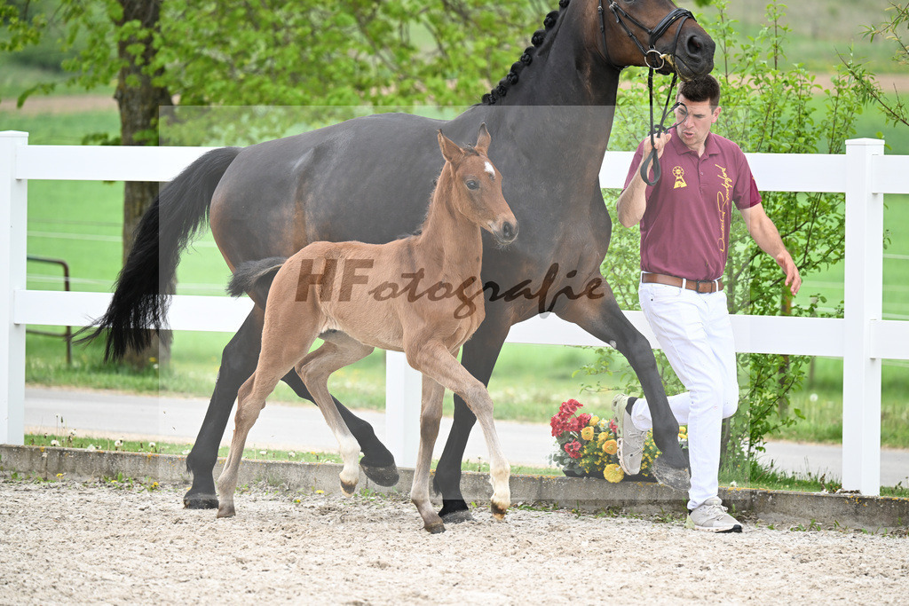 Kat-Nr. 25 HF La Paix x Jovian_Schepper_23261024 | hf-fotografie - Realisiert mit Pictrs.com