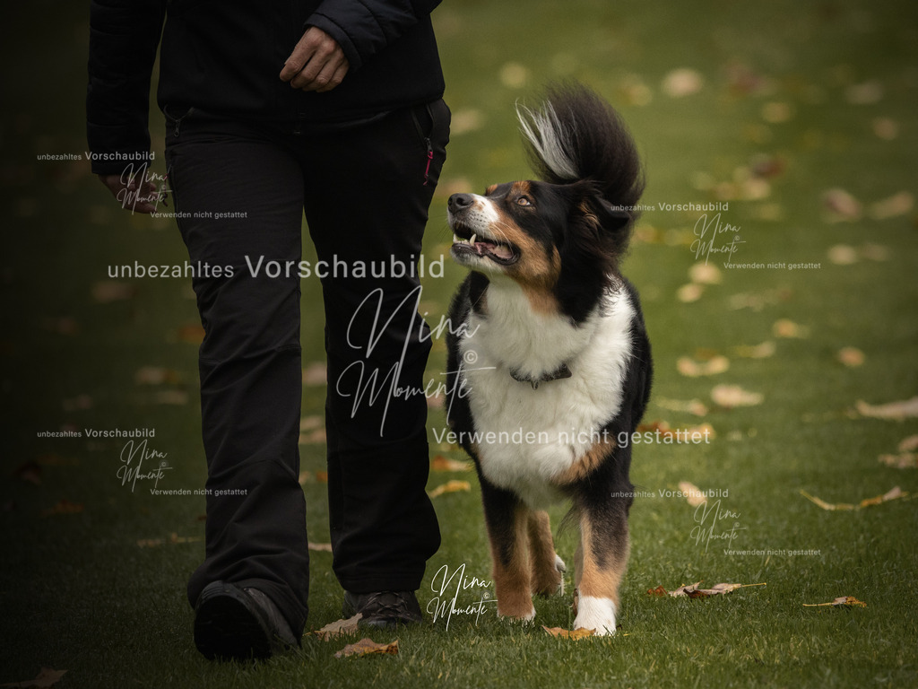_16A0620-1 | Einzigartige Fotos von Hunden & Menschen –Actionfotos, Portraits, Vereinsaufnahmen & Paarshootings – authentisch, lebendig & mit Herz.