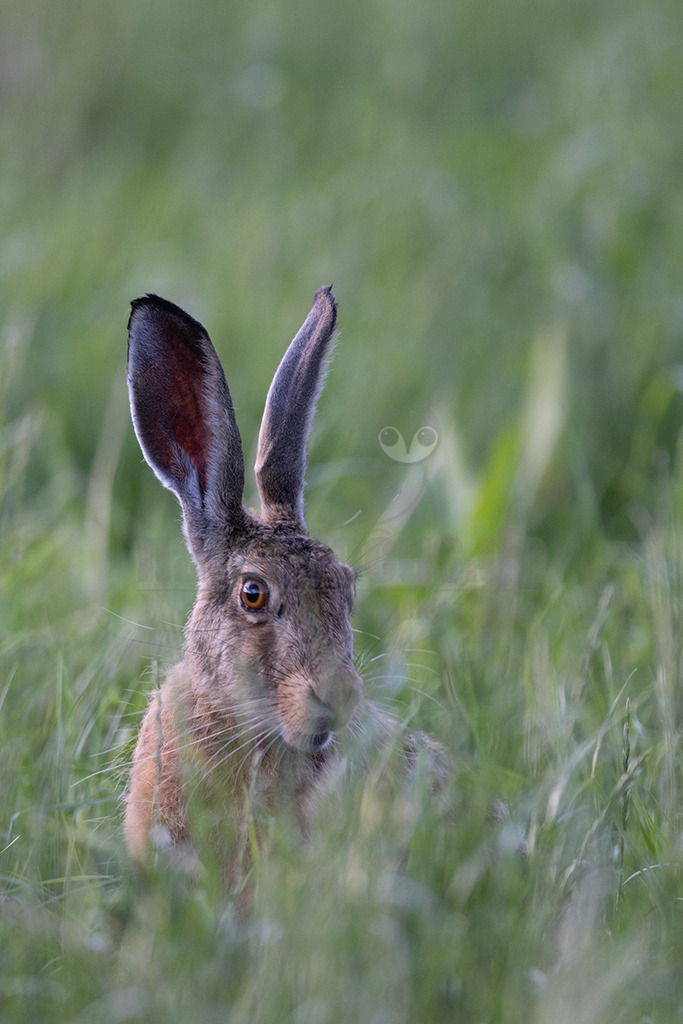 20220625193726 | Der Feldhase, kurz auch Hase genannt, ist ein Säugetier aus der Familie der Hasen. Die Art besiedelt offene und halboffene Landschaften. Das natürliche Verbreitungsgebiet umfasst weite Teile der südwestlichen Paläarktis; durch zahlreiche Einbürgerungen kommt der Feldhase heute jedoch auf fast allen Kontinenten vor. - Realisiert mit Pictrs.com