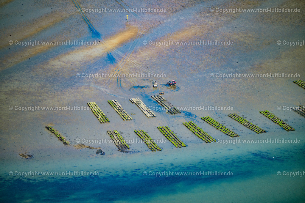 Sylt_List_Wattenmeer_Austernzucht_Dittmeyers_Austern_Compernie_ELS_3477130825 | LIST 13.08.2025 Wattenmeer der Nordsee- Küste mit Austern-Zucht-Bänken "Sylter Royal" in List im Bundesland Schleswig-Holstein, Deutschland. Weiterführende Informationen bei: Dittmeyer's Austern-Compagnie GmbH. // Wadden Sea of the North Sea coast with oyster breeding banks "Sylter Royal" in List in the federal state of Schleswig-Holstein, Germany. Further information at: Dittmeyer's Austern-Compagnie GmbH. Foto: Martin Elsen