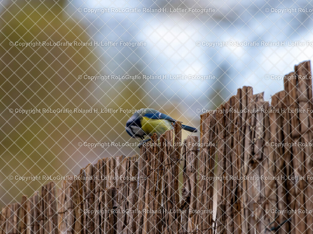 20240411_Vögel_RoLoGrafie-5 | Vogel im heimischen Garten - Realisiert mit Pictrs.com