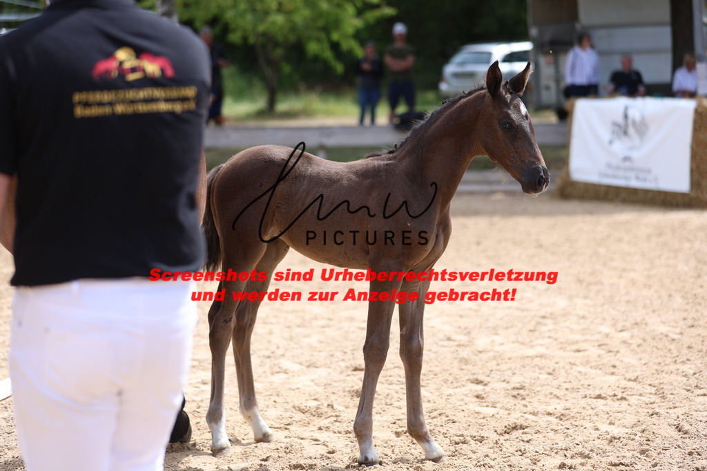 Fohlenschau_Schwäbisch_Hall_dressurbetonte_Fohlen_KN 53_9 | lmwpictures - Realisiert mit Pictrs.com