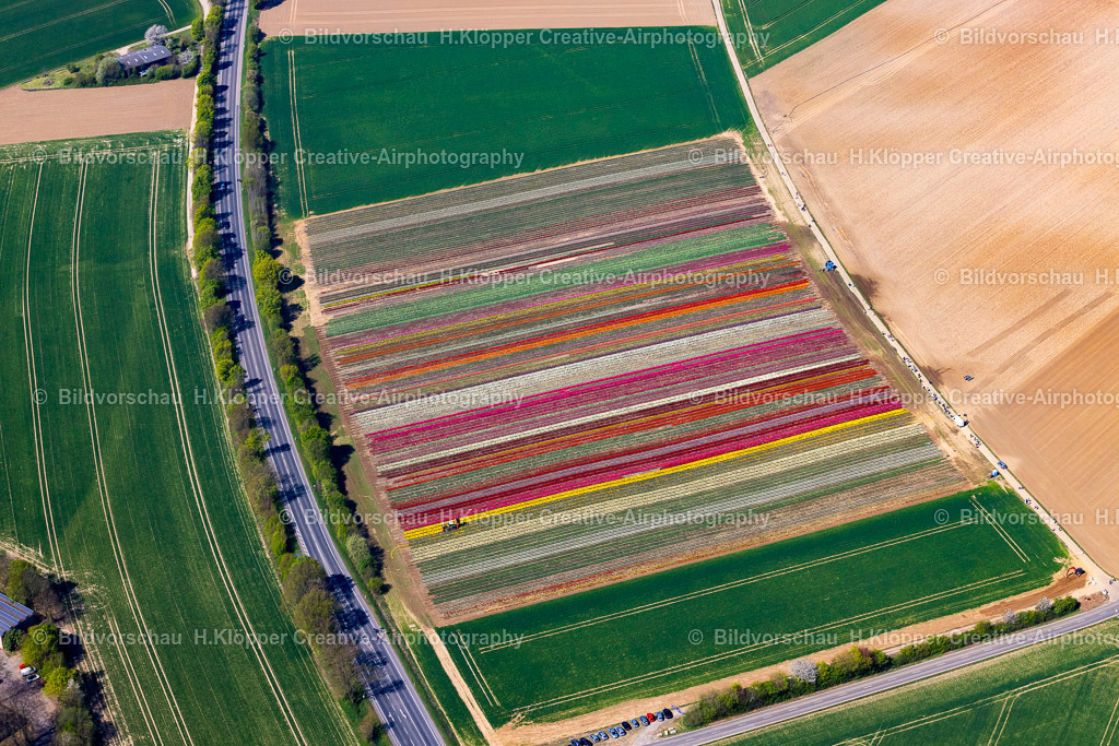 Luftbilder Grevenbroich-0455 | Luftbild Tulpen und Blumenfeld in Grevenbroich - Realized with Pictrs.com