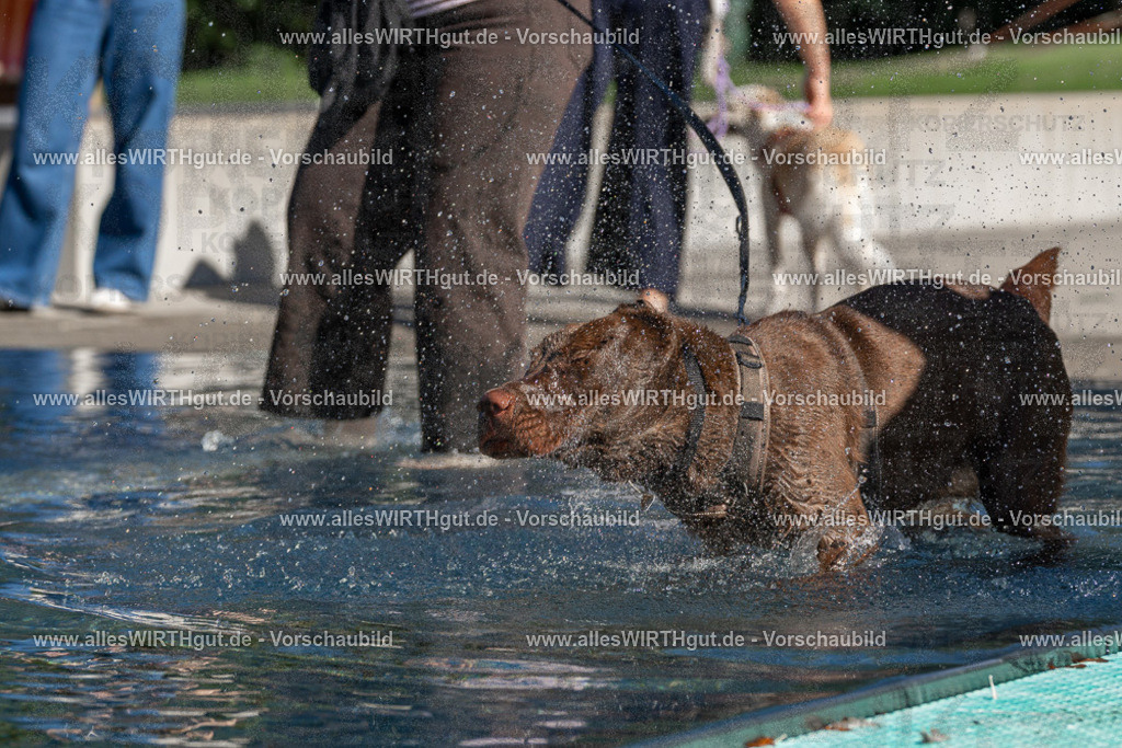 Hundeschwimmen_Volksbad_2026-allesWIRTHgut_Tierfotografie-2609061041-FAY05993 | Professionelle Tierfotografie in Mönchengladbach von Daniel Wirth (allesWIRTHgut). Liebevolle & natürliche Bilder von Hunden & Katzen für unvergessliche Erinnerungen.