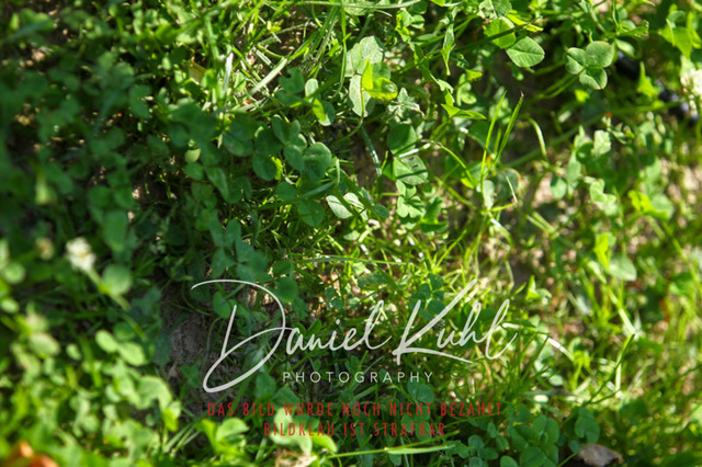 DKP42369 | Turniersportfotografie; Pferdefotografie; Dressurfotografie