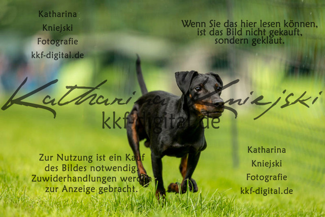 IMG_7126 | kkf-digital