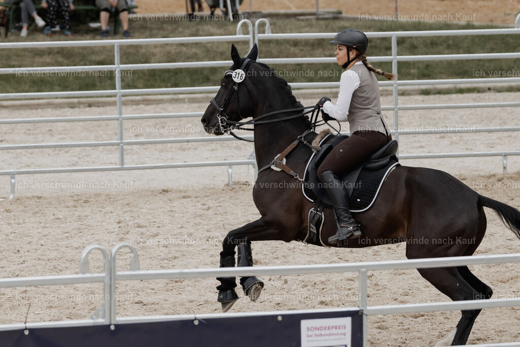 WE__Stoib_Rinder_PI2025_3203 | Pferd International München 2025