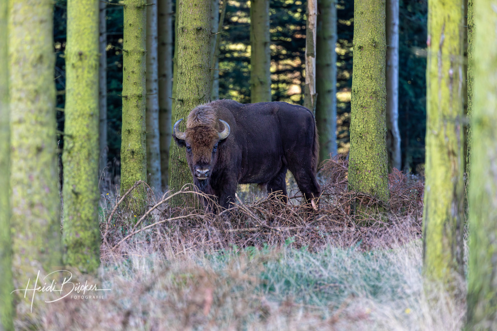 Freilebendes Wisent im Fichtenwald | Freilebendes Wisent in einem Fichtenwald bei Schanze im Schmallenberger Sauerland - Realisiert mit Pictrs.com