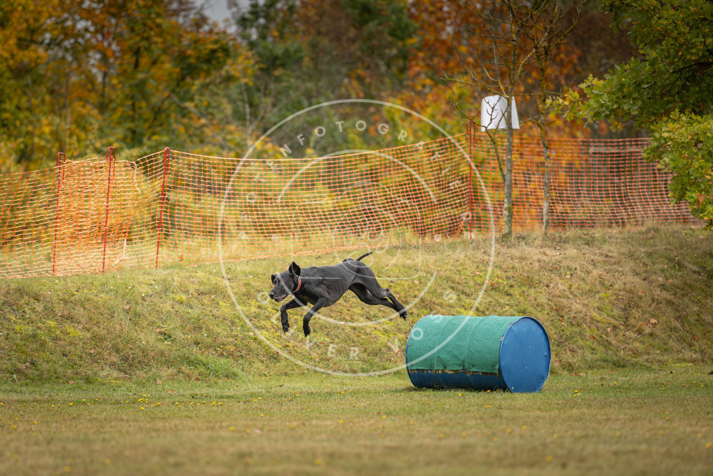 Pfotenfotografie_DV3A2823 | Hundefotografie, Tierfotograf, Pfotenfotografie, Fotoshooting Hund, Hunde Portrait, Hundesport, Hundeportraits, Heideshooting, Hunde, Sportfotograf, Hundefotograf, Turnierhundsport, THS,  - Realisiert mit Pictrs.com