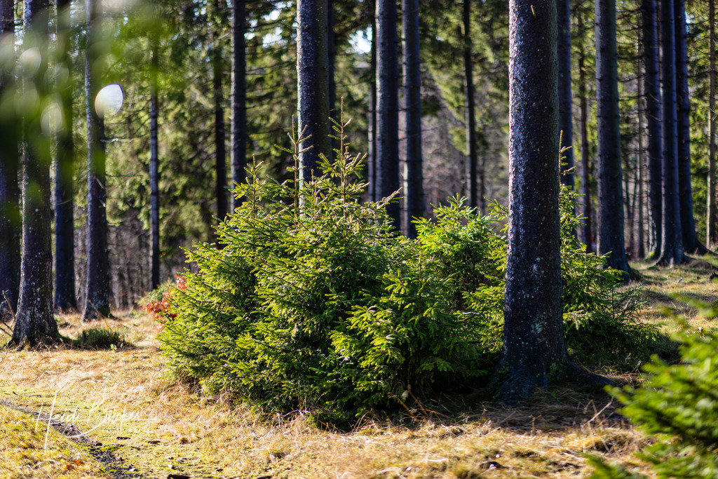 Naturverjüngung im Fichtenwald | Naturverjüngung im Fichtenwald - Realisiert mit Pictrs.com