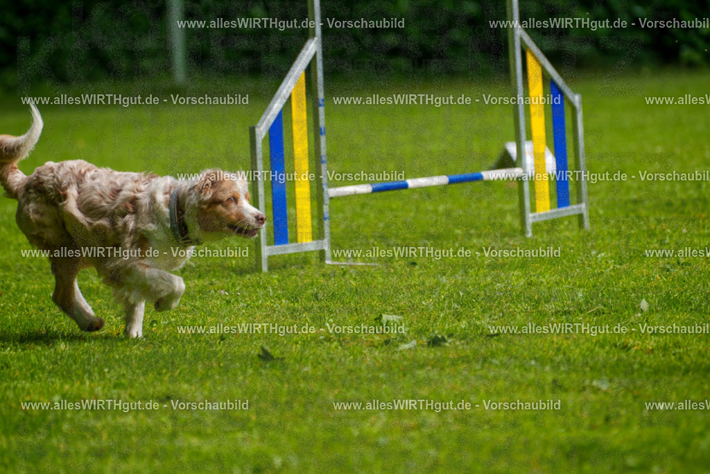 @allesWIRTHgut_Tierfotografie - www.allesWIRTHgut.de - 7R502889 | Professionelle Tierfotografie in Mönchengladbach von Daniel Wirth (allesWIRTHgut). Liebevolle & natürliche Bilder von Hunden & Katzen für unvergessliche Erinnerungen.