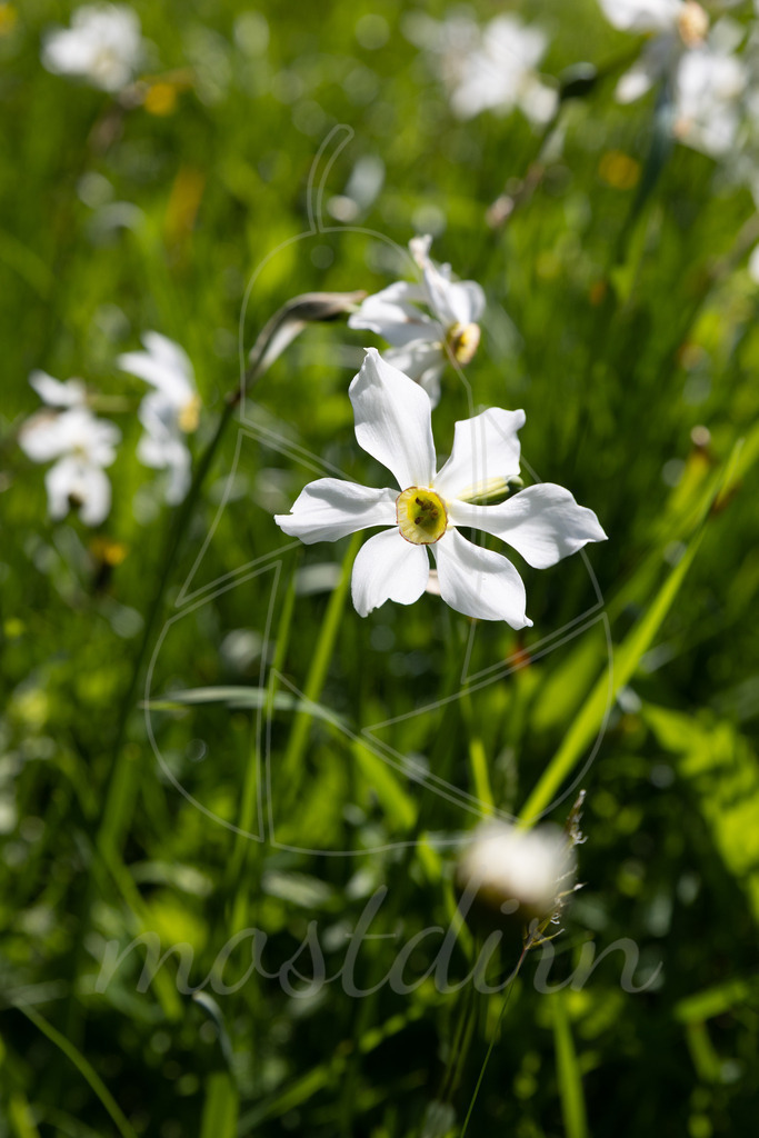 Narzissenblüte Lunz am See | Bei Veröffentlichung des Bildes ist eine Namensnennung wie folgt erforderlich: 
Foto: Mostdirn Irmgard Wieser
 - Realisiert mit Pictrs.com