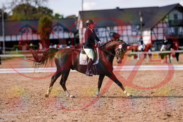 2026_10_03_Siefer-Hof_132537_Z81_77169857 | Professionelle Reitsport-, Turnier- und Eventfotografie von Robert Broda. Galerien mit ausgewählten und bearbeiteten Bildern direkt online ansehen und bestellen.