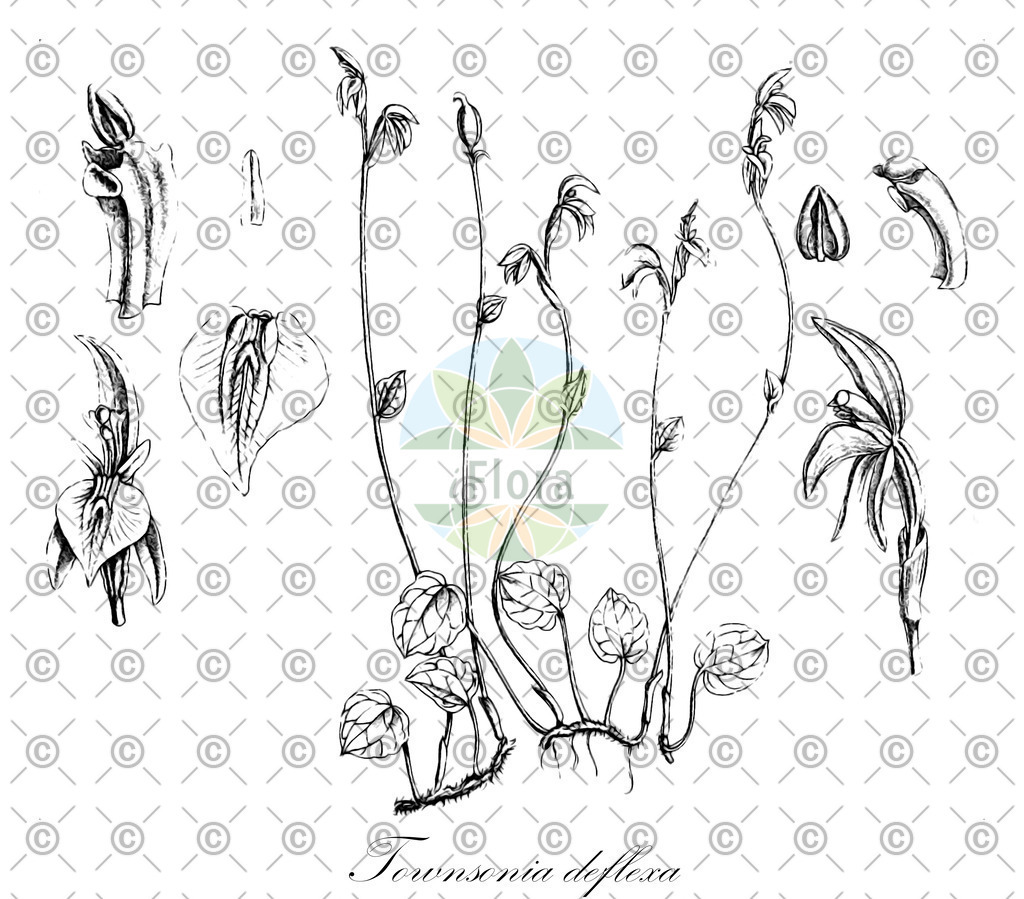 HistAbb_wfo-0001132733_1_ENZY_Simple | Historische Abbildung von Townsonia deflexa - Orchidaceae | Historical Illustration of Townsonia deflexa - Orchidaceae