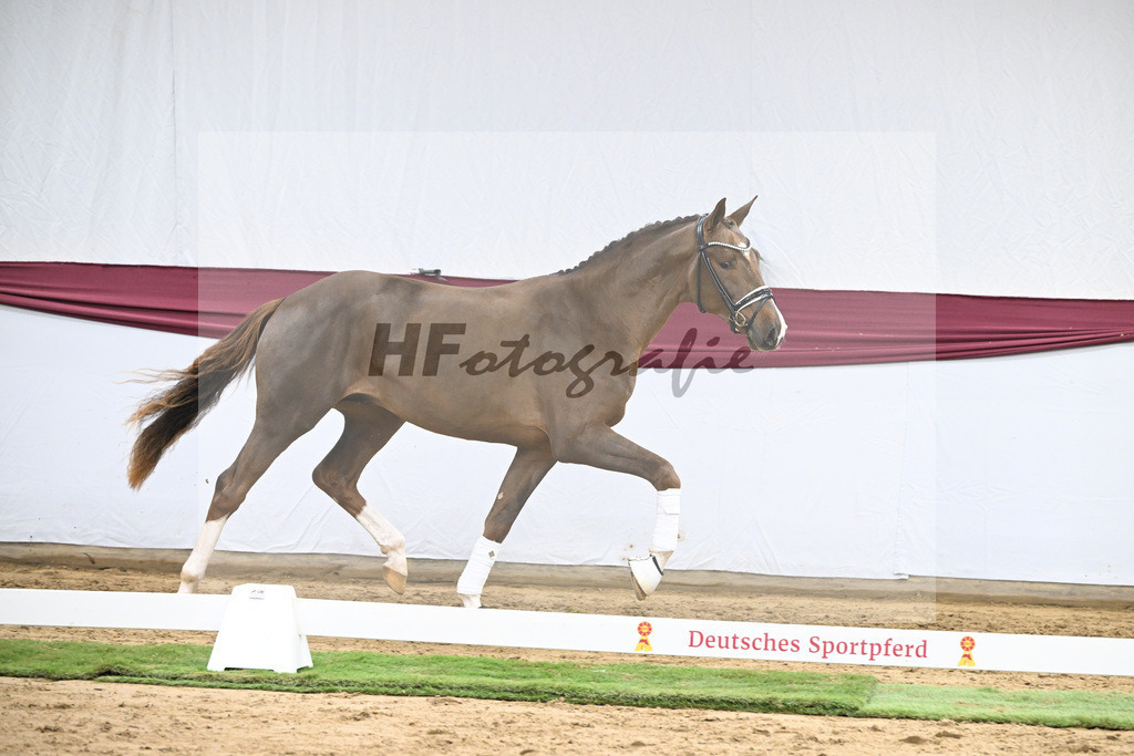 Kat-Nr. 48 Valdiviani x De Beau_Schult Horses GmbH _ Co. KG_47251709 | hf-fotografie - Realisiert mit Pictrs.com