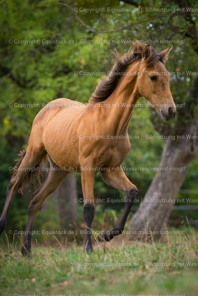 20150913_Fohlen_0043 | equistock