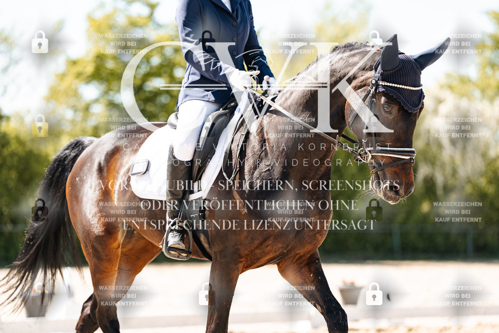 CK905305 | Turnierfotografie Pferdefotografie Trier Rheinland-Pfalz Pferdesport Reitsport Tierfotografie Sportfotografie Pferdevideo Pferdevideografie Equestrianvideography equestrianphotography  - Realisiert mit Pictrs.com