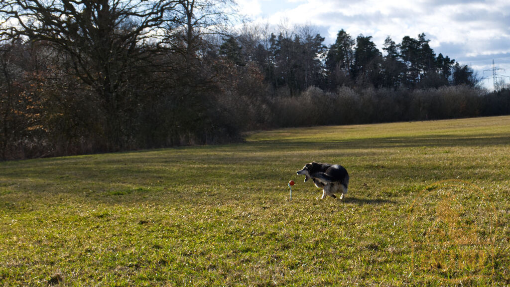 P1340407-1 | Foto, Natur, Tiere, Urlaub, Georgien,  - Realisiert mit Pictrs.com