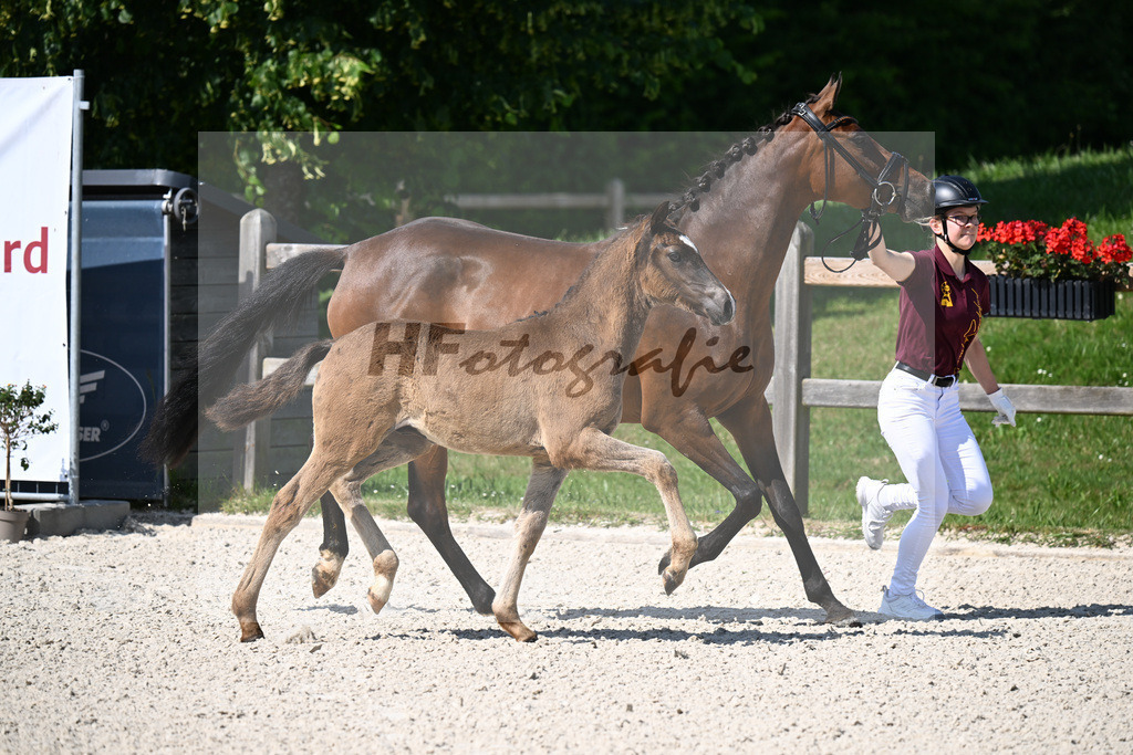 Kat-Nr. 1 Gold Garant x Cosmo Callidus NRW_HF_Riess_15250042 | hf-fotografie - Realizzato con Pictrs.com