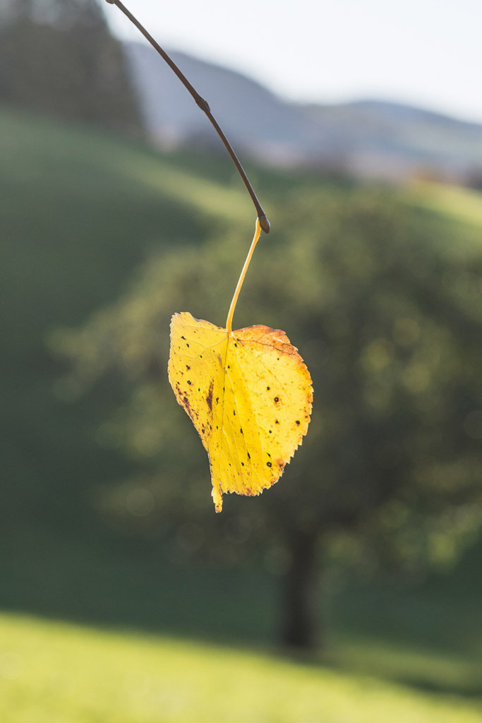 Gelbes Blatt an Ast | im Herbst. - Realisiert mit Pictrs.com
