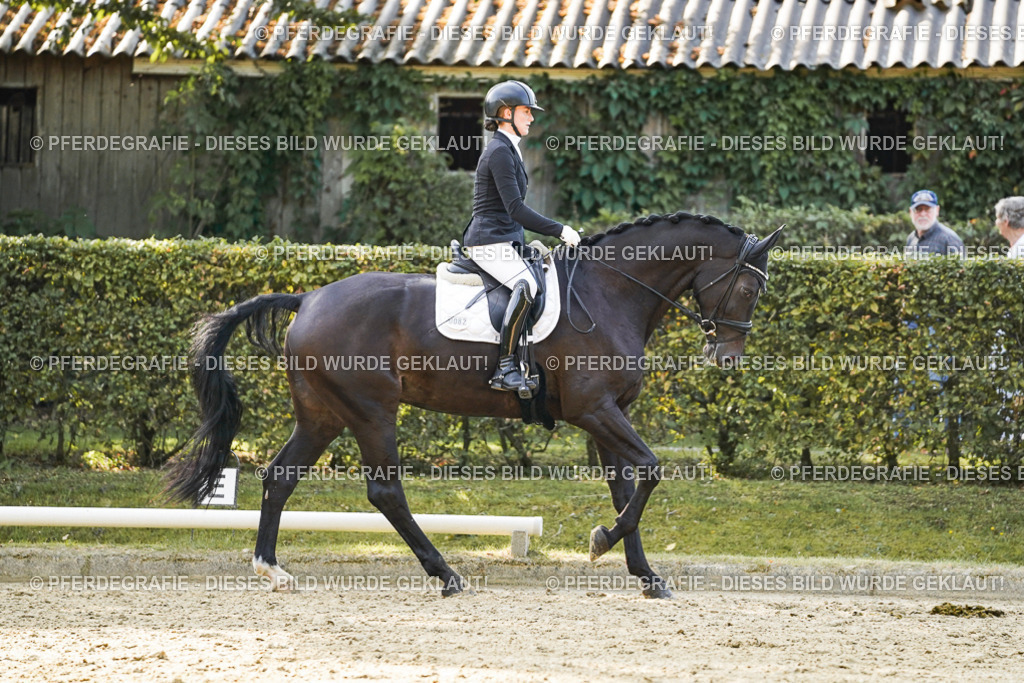 DSC05582 | Pferdegrafie