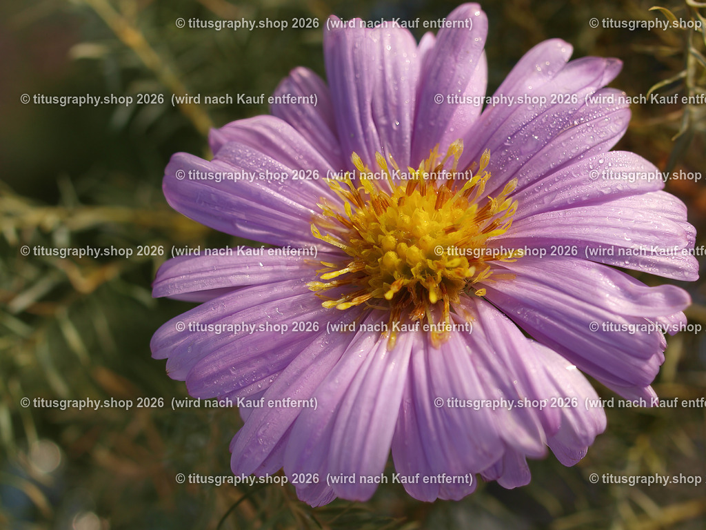 titusgraphy_P9281743-vz-ln | titusgraphy-shop: Geschenkideen mit Qualitätsfotos. titusgraphy-shop: gift ideas with quality photos. titusgraphy-shop: idées cadeaux avec photos de qualité.  - Realisiert mit Pictrs.com