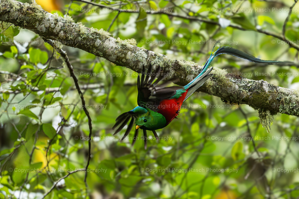 Quetzal  (5) | PeggyRaschPhotography - Realisiert mit Pictrs.com