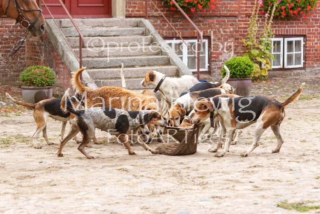 Jagd Knoop 26_MarinaHewigMCH02691 | Fotografie, FotoArt, PferdesportArt, Pferdesportfotografie, Landschaftsfotografie, Reisefotografie, Reise, Pferde - Realisiert mit Pictrs.com