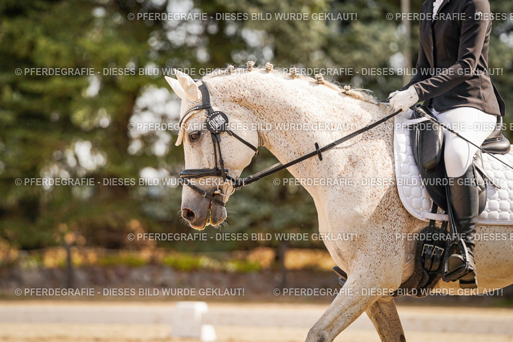 DSC01313 | Pferdegrafie