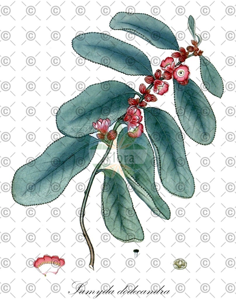 HistAbb_wfo-0000302678_1_ENZY_Simple | Historische Abbildung von Samyda dodecandra - Salicaceae | Historical Illustration of Samyda dodecandra - Salicaceae