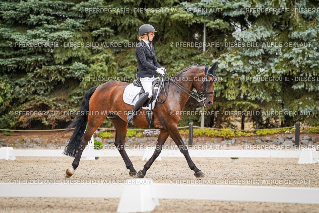 DSC04634 | Pferdegrafie