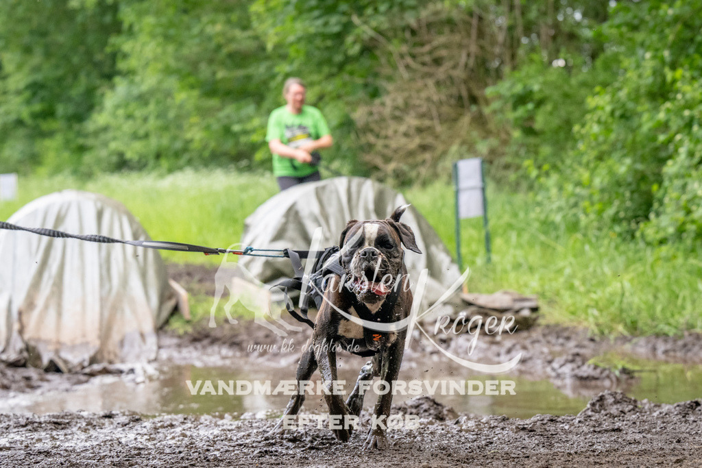 1526_ZZ93481 | kk-dogfotos