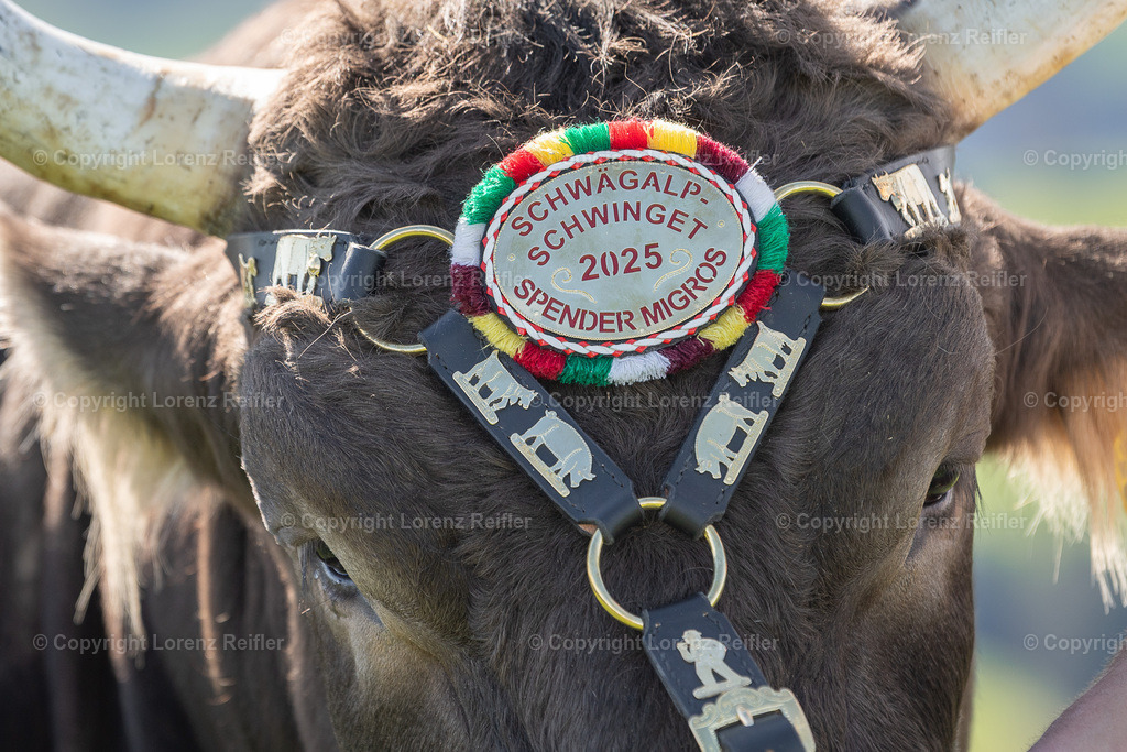 Schwingen -  Lebendpreise Schwägalp 2025 | Schwägalp, 19.4.25, Schwingen - Lebendpreise Schwägalp.