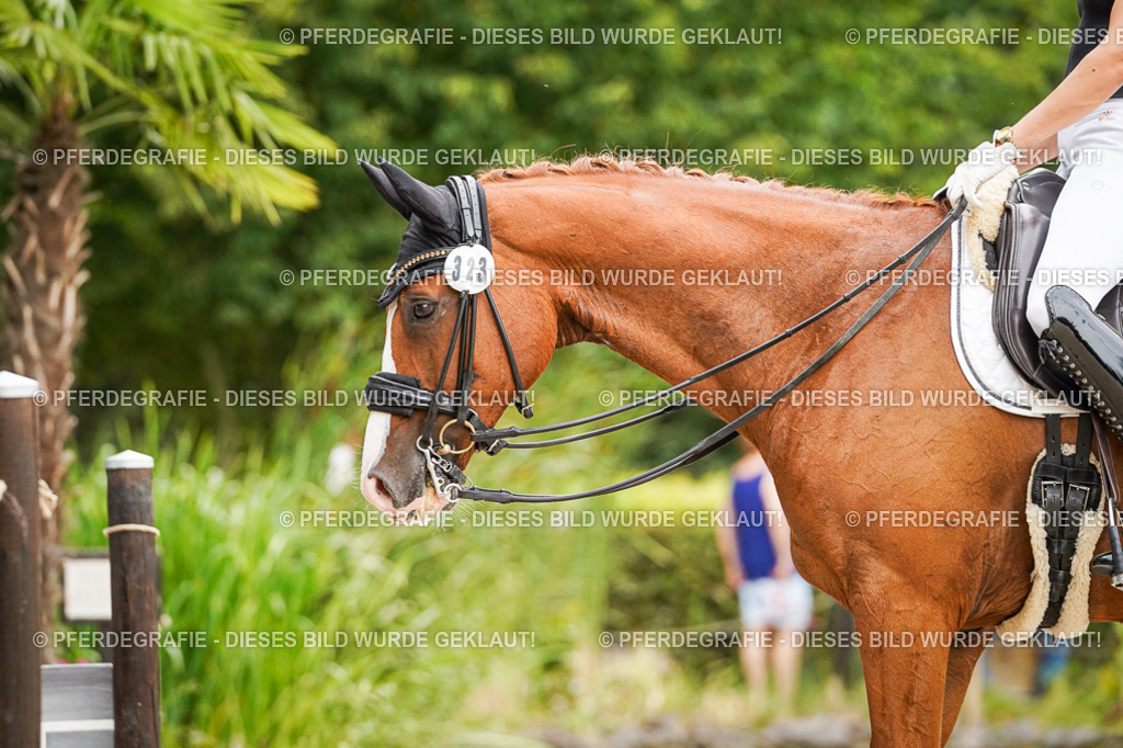 DSC08030 | Pferdegrafie