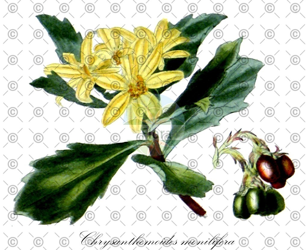 HistAbb_wfo-0000120279_2_ENZY_Simple | Historische Abbildung von Chrysanthemoides monilifera - Asteraceae | Historical Illustration of Chrysanthemoides monilifera - Asteraceae