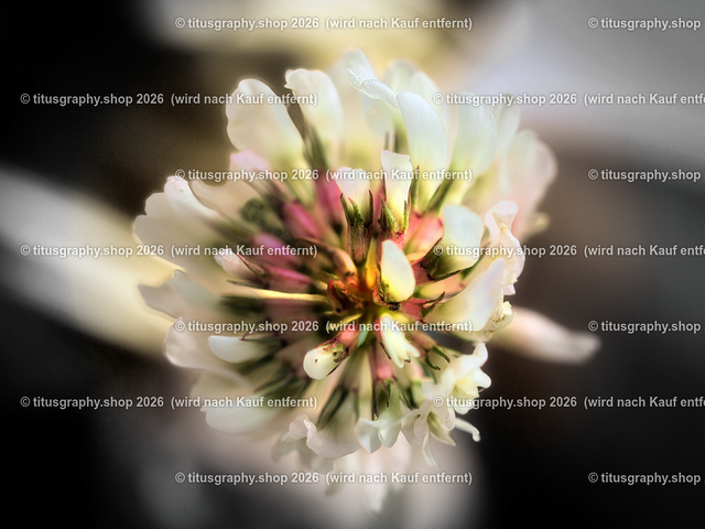 2024-05-09_P6244115-09-b3_pe-02 | Fotokunstarbeit aus der INSTAGRAM-Gallerie auf titusgraphy.eu - Realisiert mit Pictrs.com