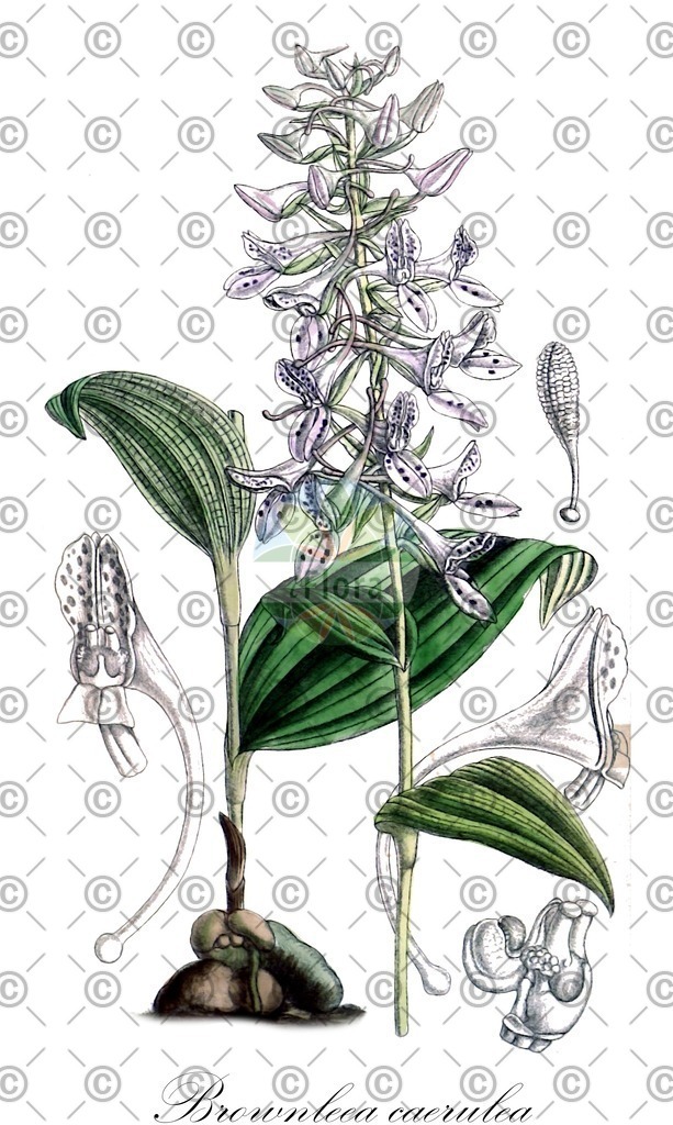 HistAbb_wfo-0000572656_1_ENZY_Simple | Historische Abbildung von Brownleea caerulea - Orchidaceae | Historical Illustration of Brownleea caerulea - Orchidaceae