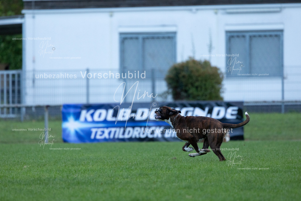 _16A4533 | Einzigartige Fotos von Hunden & Menschen –Actionfotos, Portraits, Vereinsaufnahmen & Paarshootings – authentisch, lebendig & mit Herz.