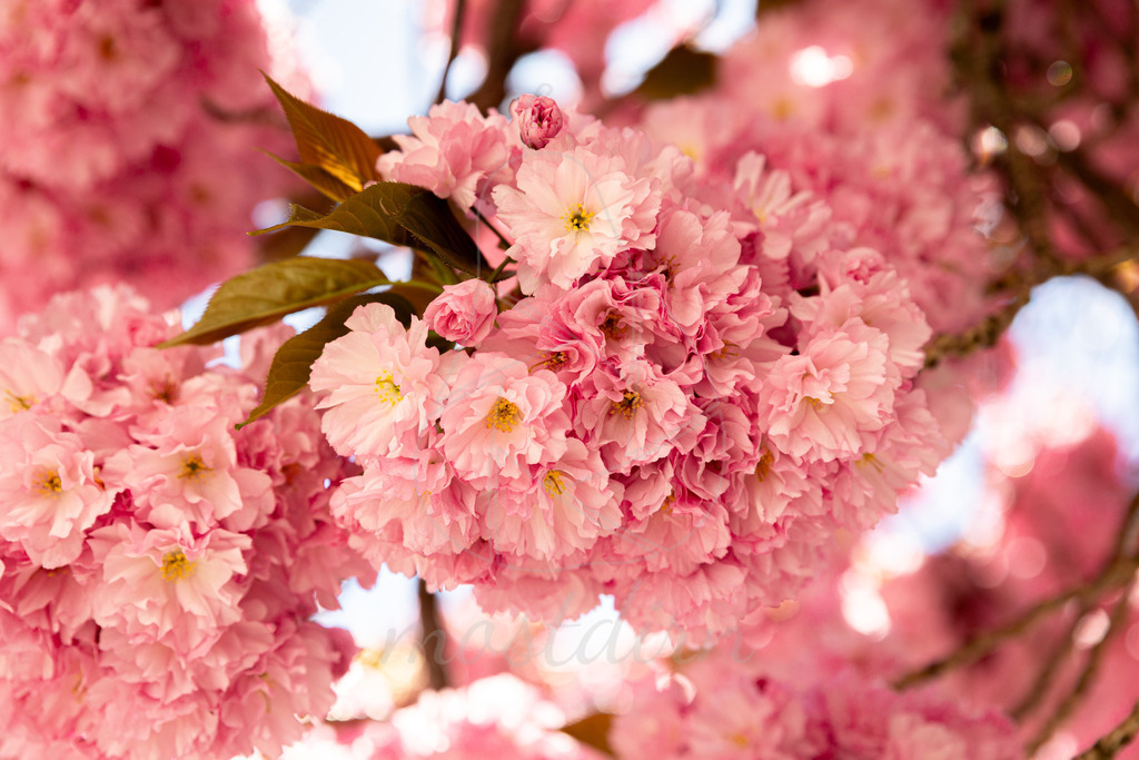Zierkirschblüte Seitenstetten | Ihre Fotografin im Lungau, ihre Fotografin im Mostviertel, Wandbilder Onlineshop, Imagefotos für Ihr Unternehmen,  - Realisiert mit Pictrs.com