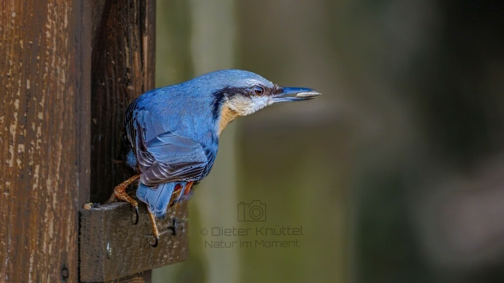 P1004457-Bearbeitet-2024-LR | Natur im Moment - Realisiert mit Pictrs.com